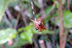 Gasteracantha versicolor