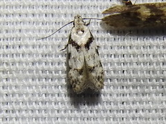Pseudotelphusa palliderosacella