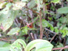 Gasteracantha versicolor
