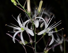Chlorogalum pomeridianum divaricatum