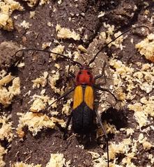 Metaleptus pyrrhulus