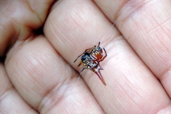 Gasteracantha versicolor