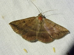 Lesmone detrahens