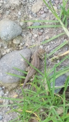 Sceloporus bicanthalis