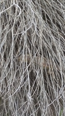 Sceloporus bicanthalis