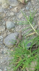 Sceloporus bicanthalis