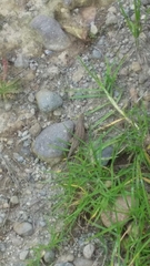 Sceloporus bicanthalis