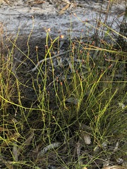 Sporadanthus interruptus