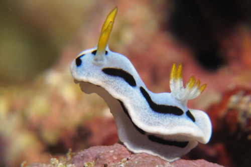 Chromodoris alcalai