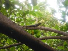 Ctenosaura similis similis