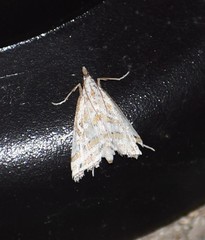 Leptosteges parthenialis