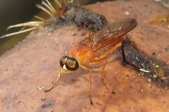 Ptecticus testaceus