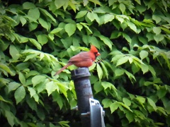 Cardinalis cardinalis