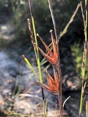 Schoenus calostachyus