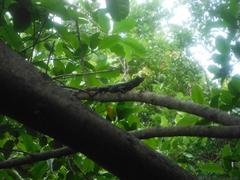 Ctenosaura similis similis