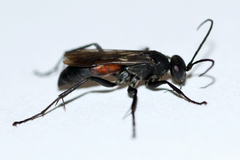 Ammosphex michiganensis