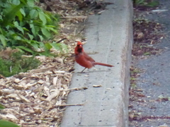 Cardinalis cardinalis
