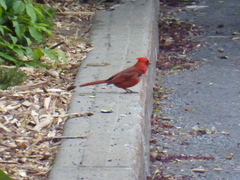 Cardinalis cardinalis