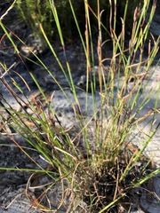 Schoenus calostachyus