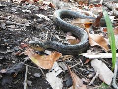 Thamnophis marcianus praeocularis