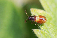 Heterogaster urticae