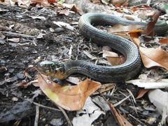 Thamnophis marcianus praeocularis