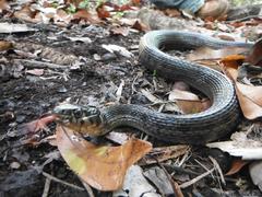 Thamnophis marcianus praeocularis