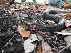 Thamnophis marcianus praeocularis