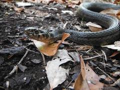 Thamnophis marcianus praeocularis