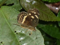 Anthanassa tulcis