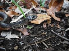 Thamnophis marcianus praeocularis