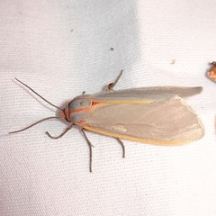 Pygarctia abdominalis