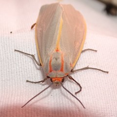 Pygarctia abdominalis