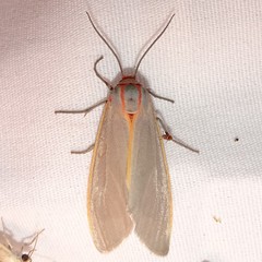 Pygarctia abdominalis