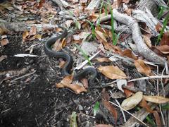 Thamnophis marcianus praeocularis