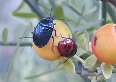 Canthophorus melanopterus