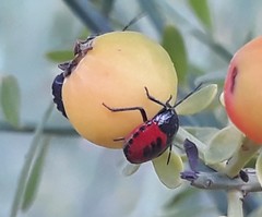 Canthophorus melanopterus