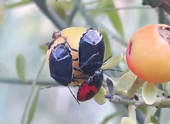 Canthophorus melanopterus