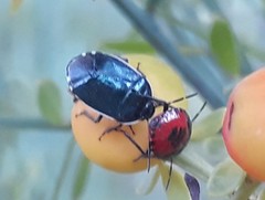 Canthophorus melanopterus