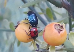 Canthophorus melanopterus