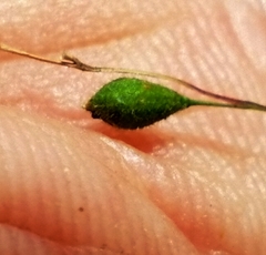 Kellochloa brachyantha