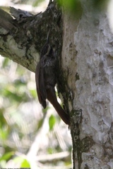 Xiphorhynchus fuscus