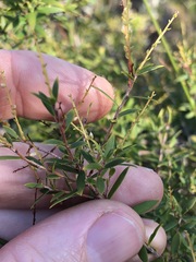 Leucopogon pimeleoides