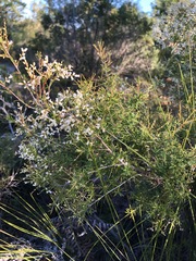 Leucopogon pimeleoides