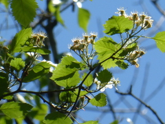 Crataegus canadensis