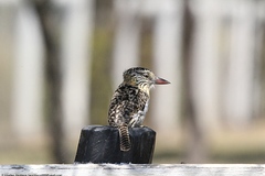 Nystalus maculatus striatipectus
