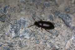 Metophonus