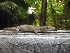 Anolis ustus