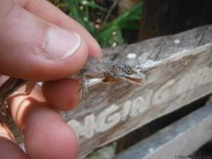 Anolis ustus
