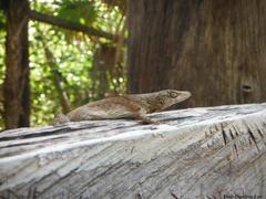 Anolis ustus